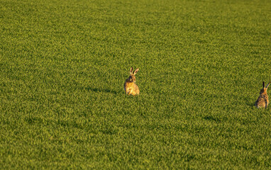 Two hares sitting in a vast green field under the warm sunlight © Діма Осташук