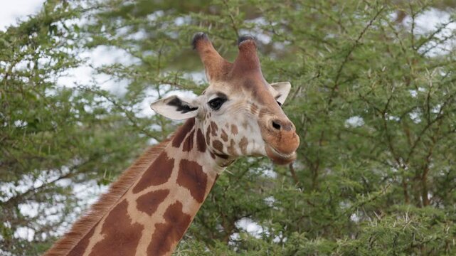 Portrait of a giraffe feeding on vegetation near Lake Nakuru, Kenya. African wildlife photographed in its natural habitat during a safari.