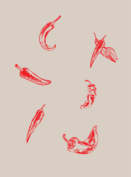 Hand drawn engraving style red chili pepper vector set. Vintage sketch hot spicy pepper, cayenne and jalapeno illustration.
