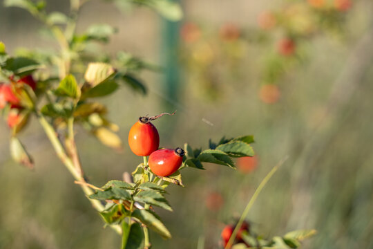 Red rose hips on branch with green leaves in sunlight, blurred background and copy space