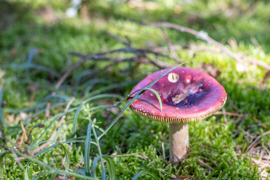 Red wild mushroom growing among green moss and grass in forest with copy space in sunlight