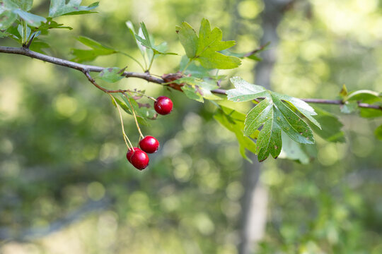 Red hawthorn berries on branch with green leaves, blurred background and copy space in daylight
