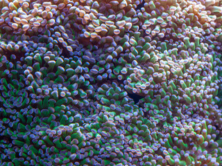 Coral reef © Franciszek
