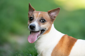 Close-up profile portrait of a happy Jack Russell Terrier © Tsyb Oleh