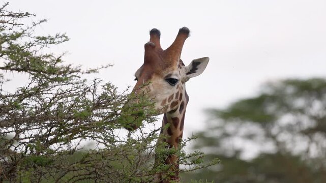 Video footage of African giraffes in their natural savanna and woodland habitat near Lake Nakuru in Lake Nakuru National Park, Kenya.