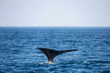 Sperm whale tail appearing during the dive in the arctic waters © Jan