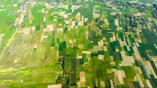 Aerial view of the patchwork of agricultural fields in varying shades of green and brown in the rural landscape of Manikganj, Dhaka Division, Bangladesh.