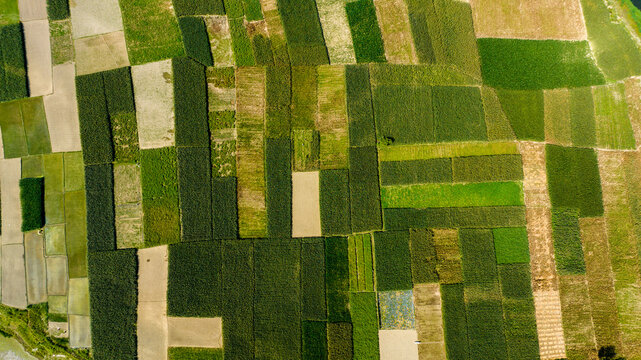 Aerial view of agricultural fields with various green and brown crops, showing a patchwork pattern of rectangular plots in the rural landscape in Manikganj, Dhaka Division, Bangladesh.