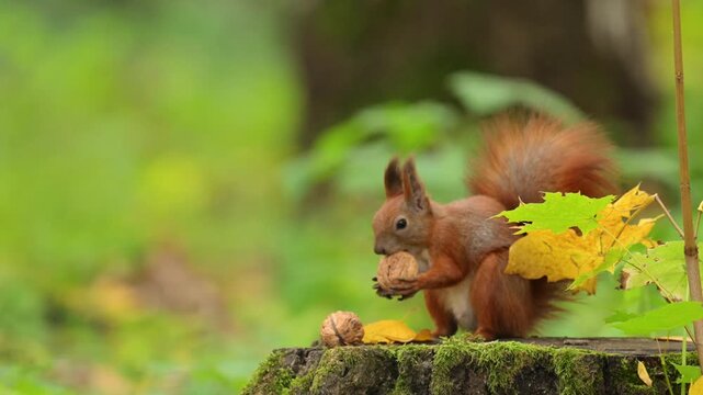 Red squirrel eating a nut on a mossy tree stump surrounded by golden autumn leaves, cinematic wildlife 4K.