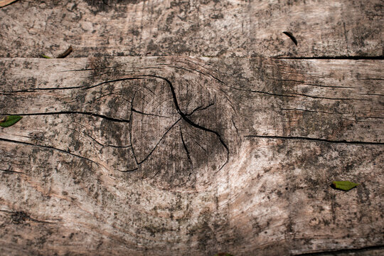 Imagen de textura de una madera vieja ideal para fondos
