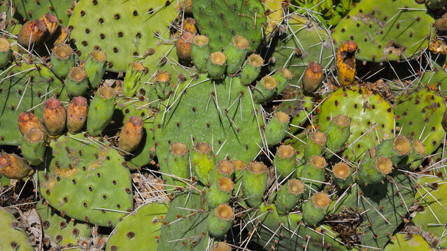 Prickly pear cactus with green cladodes sharp spines and unripe edible fruit
