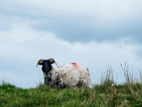 Shorn wool sheep graze on grassy hills under cloudy skies. Rocky terrain slopes upward toward distant green mountains. Scene feels calm and natural, perfect for nature, travel industry