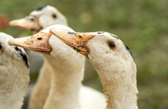 A group of ducks gather closely together, their heads raised, as they enjoy the serene atmosphere of a sunlit farm. The lush greenery surrounds them, creating a tranquil scene