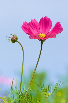 Fleur de cosmos rose et bouton