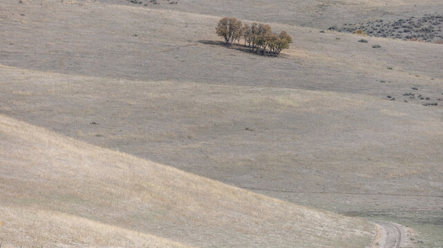 Aerial view of a small cluster of trees standing on the rolling hills of the landscape in Ogden, Utah, United States.