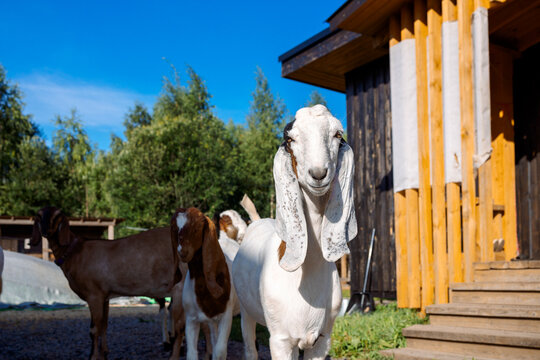 Curious goats in countryside farm setting with rustic barn structure and natural greenery. Livestock behavior and outdoor agricultural life.