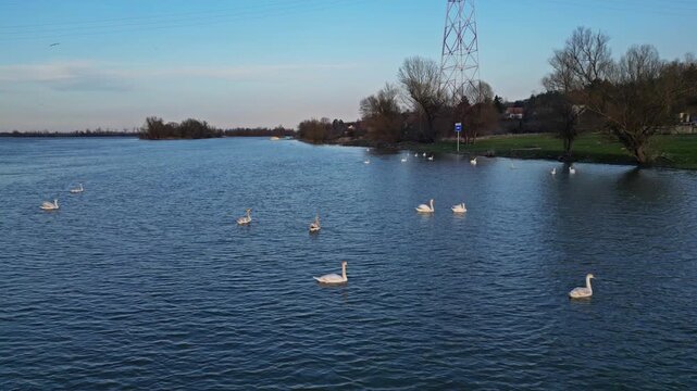 Flock of white swans swimming on the Danube river. Peaceful riverbank with bare trees under clear blue sky, 4k