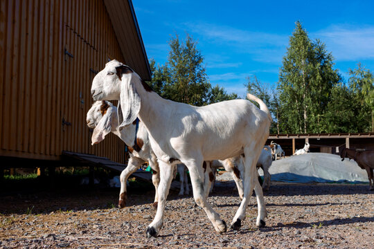 Curious goats in countryside farm setting with rustic barn structure and natural greenery. Livestock behavior and outdoor agricultural life.