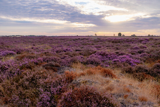 Nature landscape, Flowering Calluna vulgaris (heide, ling, or simply heather) Purple flowers field with sunrise light, Balloerveld is a hamlet in the municipality of Aa en Hunze, Drenthe, Netherlands.