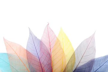 Obraz premium Rainbow leaves