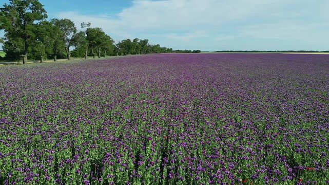 Aerial view of purple poppy flowers field blooming. Scenic landscape in summer. Natural beauty countryside background, 4k