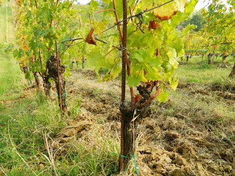 A close up shot shows grapevine trunks supported by metal stakes in a field. Soil cultivation highlights modern viticulture techniques and vineyard maintenance.