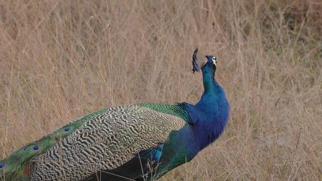 View of a vibrant peacock standing in the dry, golden grasslands of the Bandhavgarh Tiger Reserve in Kila Bandhogarh, Madhya Pradesh, India.