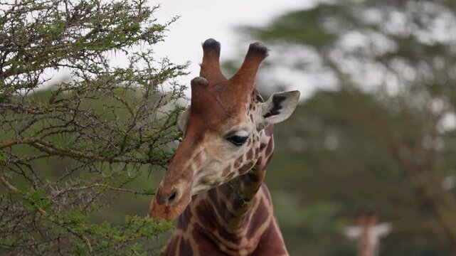 Video footage of African giraffes in their natural savanna and woodland habitat near Lake Nakuru in Lake Nakuru National Park, Kenya.