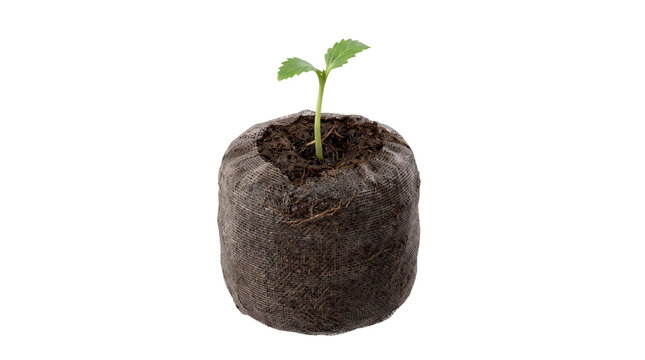 Young seedling growing in a peat pellet on transparent background