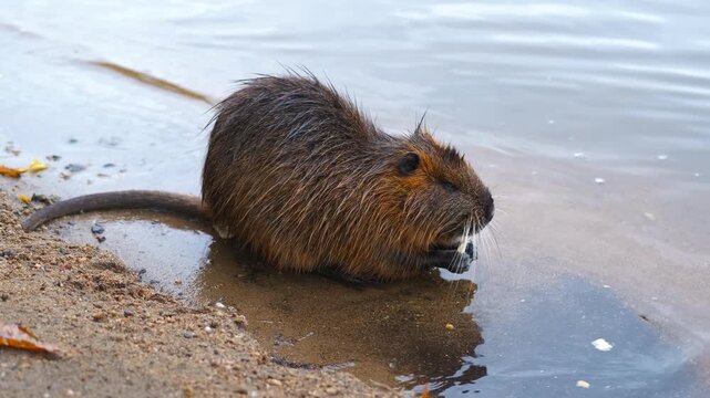 Coypu eats on the shore of a lake. Wet coypu eats while standing on lake shore, brown fur reflecting in rippling surface with natural environment surrounding rodent