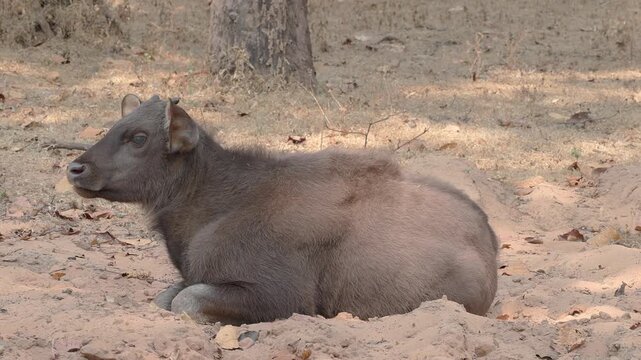 View of a young gaur calf resting on the sandy forest floor in the Bandhavgarh Tiger Reserve, Kila Bandhogarh, Madhya Pradesh, India.