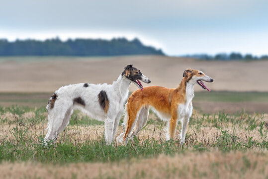 Russian wolfhound breed in nature.