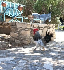 Rooster walking on a stone-paved path beside a rustic donkey display with a wooden cart in a traditional Cypriot village setting © Olshanetskaia