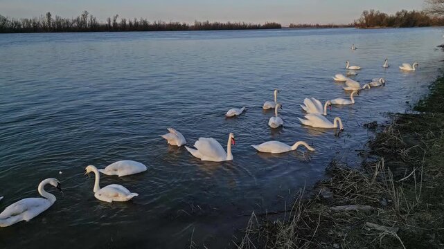 Flock of white swans swimming in calm water near riverbank at sunset. Wild birds feeding on Danube river, 4k