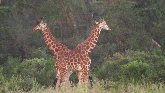 Video footage of African giraffes standing and moving through rain near Lake Nakuru in Lake Nakuru National Park, Kenya.