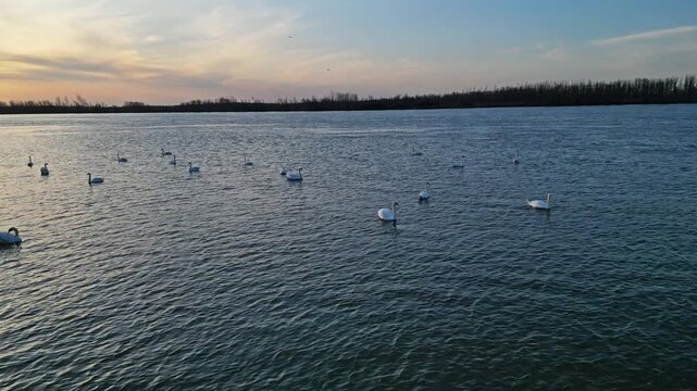 Flock of white swans swimming on the Danube river. Peaceful riverbank with bare trees under clear blue sky, 4k