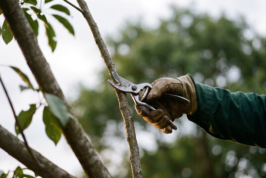 Hands making a clean cut with pruning shears