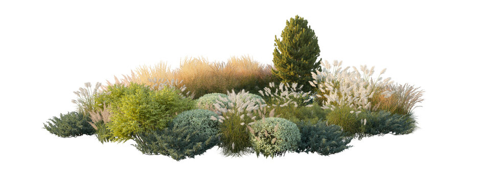 garden landscape composition with blooming hydrangea bushes, ornamental pampas grass, and shrubs (hydrangea, pampas grass, shrubs) isolated PNG on a transparent background cutout