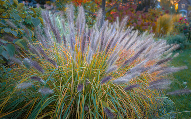 Fototapeta premium Red Head fountain grass, Pennisetum alopecuroides, glows in autumn light, its feathery burgundy plumes rising above golden foliage against a softly blurred garden filled with fall color.
