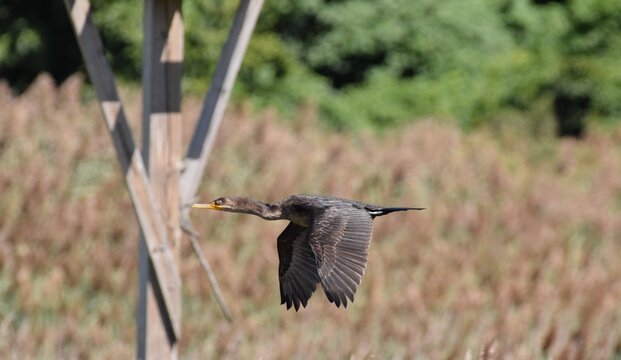 Double Crested Cormorant