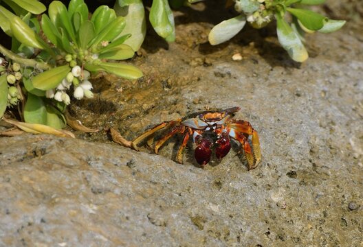 Red Rock Craw Sally Lightfoot