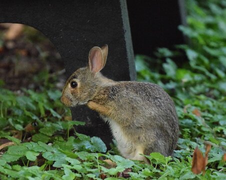 Eastern Cottontail