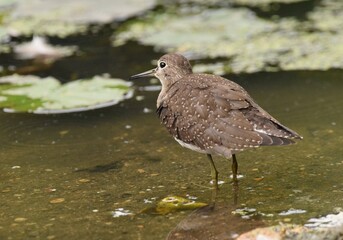 Fototapeta premium Spotted Sandpiper