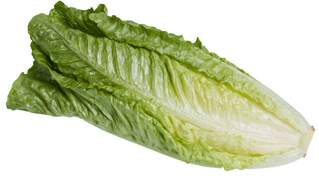 Isolated fresh healthy green organic Romaine lettuce vegetable ingredient for delicious salads
