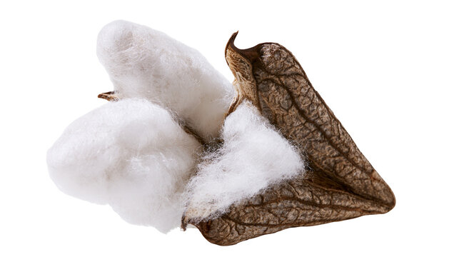 Isolated natural organic fluffy white cotton bolls with raw fibers for textile production