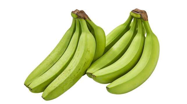 Isolated fresh green bananas or plantains, healthy tropical fruit for cooking or ripening