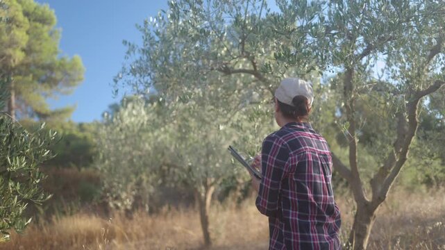 Agronomist inspecting olive trees with a digital tablet and taking notes in the orchard, researching the cultivation of olive crops for quality extra virgin oil production