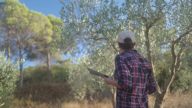 Agronomist woman using a tablet to inspect olive trees in an orchard, exploring sustainable agriculture practices and quality control for extra virgin olive oil production
