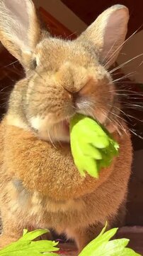 Cute fluffy rabbit eating fresh green celery leaves, close-up shot.