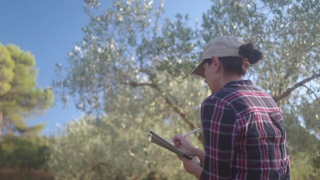 Agronomist inspecting olive trees using digital tablet technology for data collection, quality control, and analyzing the harvest in an olive grove on a sunny day